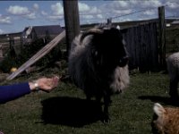 Islay Scotland Sheep Chicken 2